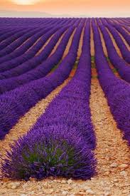 It has been traditionally used in india to purify the surrounding environment as it has strong. 13 Scent Branding Ideas Herbs Herbalism Mosquito Repelling Plants