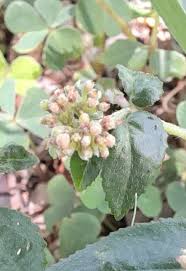 Image result for Euphorbia ophthalmica
