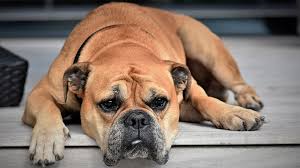 If you want to list your dog breeder business on this website, just enter your information here: English Bulldog Puppies Must Know Facts Petmoo