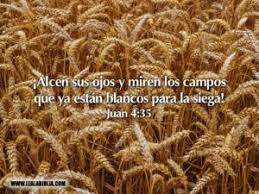 184 Juan 4 35 Lea La Biblia Frases Para Motivar Biblia Salmos