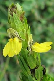 Image result for Justicia odora