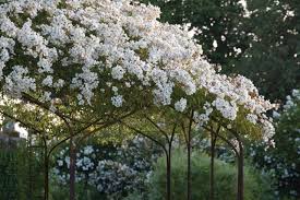 11 Ideas To Steal For A Moonlight Garden Gardenista Rose Garden Design White Gardens Moon Garden