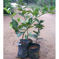 Tanam pokok limau kasturi dalam pasu, cucuk saja ranting. Pokok Limau Nipis Dah Ready Berbuah Tanaman Dalam Pasu Shopee Malaysia