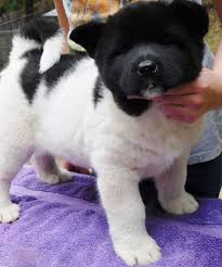2500 gateway centre boulevard, suite 600, morrisville, nc, 27560. Lab Puppies For Sale In Raleigh Nc The Y Guide