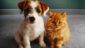 Photo Chiens et chats sans collier - OrangeTV - Boutique Orange