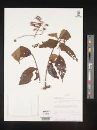 Image result for Lannea welwitschii