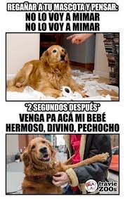 Perros Graciosos Http Enviarpostales Es Perros Graciosos 160 Perros Animales Funny Spanish Memes Animal Memes Dog Memes