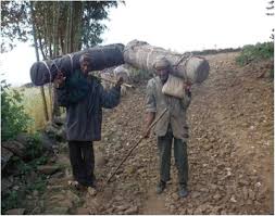 Image result for Scolopia theifolia