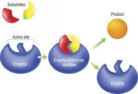 Enzymes Function Definition And Examples