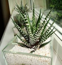 Most of us have an idea of cacti sustaining themselves in the sun scorched desert environments of the deserts of north and south america. Haworthia Zebra Cactus Pearl Plant Star Window Plant Guide Our House Plants