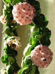 Pin On Orchid And Other