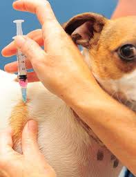 To euthanize a dog can be physically and emotionally draining on you and your family. How To Euthanize A Dog At Home Without A Vet 2020 Aug Updated