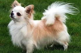 Chihuahuas are prone to shivering when they are cold, excited, or scared. Long Haired Chihuahua Information Petsidi
