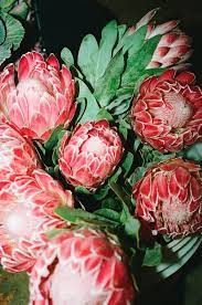 In Mansur Gavriel S Debut Photo Book Tanya And Zhenya Posternak Document The Beautiful Flora Of La S Flower Market Flowers Flower Market Protea Flower