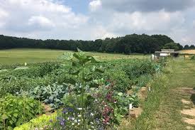 Ins auge gefasst habe ich natürlich einen der heiß begehrten schrebergärten. Gemusegarten Mieten In Herten 2022 Meine Ernte Shop