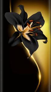 Black Gold Wallpaper Beautiful Flowers Wallpapers Amazing Flowers Flower Wallpaper