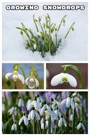Growing Snowdrops Flower Garden Design Plants Planting Bulbs