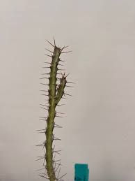 Image result for Euphorbia schinzii