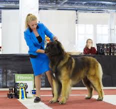 Where to find leonberger puppies for sale? News 2009 2018