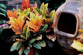 Image result for Croton gossweileri