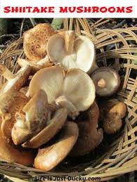 Maybe you would like to learn more about one of these? 20 Growing Shiitake Mushrooms Ideas Shiitake Mushroom Growing Shiitake Mushrooms Shiitake