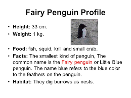 The tricky part is that when you say how much do you weigh?, you could be talking about weight or you could be talking about. Introduction Of Little Penguin Ppt Download