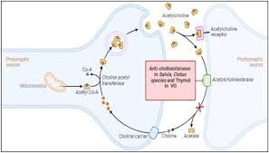 Image result for Pimpinella sp. A. of FZ 4: 594
