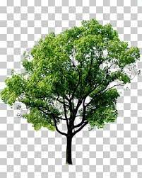 Tree Png Clipart Tree Free Png Download Forest Plants Tree Forest Tree