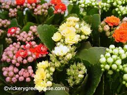 Image result for Kalanchoe calandiva