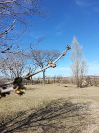 We did not find results for: Manitoba Maple Trees Budding Summer Is Finally Coming Mother Nature Maple Tree Nature