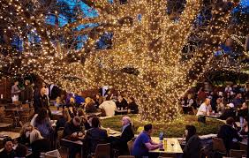 Image result for beautiful tree at oaks hotel neutral bay sydney