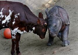Learning From Animal Friendships The New York Times
