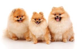 140 Furry And Fabulous Pomeranian Names My Dog S Name