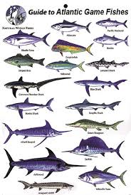 Gamefishes Of The Atlantic Fishes Card Simple Dive Art De Poissons Cetaces Faune