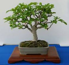 Image result for FLOR DE LA higuera CARICA