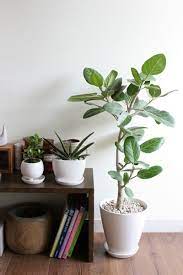 誰でも育てられるオシャレな観葉植物 サボテン 多肉植物と雑貨の通販 販売 ayanas アヤナス 室内 観葉植物 観葉植物 フィカスベンガレンシス