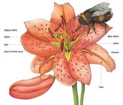 What is a unisexual flower? Flowers And Pollen Q Files Search Read Discover