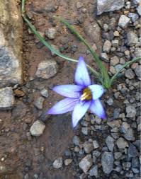 Image result for Romulea camerooniana