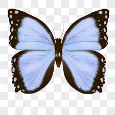 Beautiful glowing blue butterfly png free download number 610527484,image file format is png,image size is 4.8 mb,this image has been released since 23/03/2019.all prf license pictures and materials on this site are authorized by lovepik.com or the copyright owner. Glowing Blue Butterfly Png Images With Transparent Background Free Download On Lovepik Com