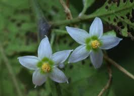 Image result for Maerua becquetii