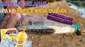 Cara paling mudah tangkap ikan belanak cuma umpan guna tepung gandum di masukkan ke dalam botol ,dapat memancing. Cara Mudah Menangkap Ikan Belanak Dengan Botol Minuman Mullet Fishing