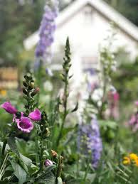 We did not find results for: Cottage Garden 8 Things To Know About Foxgloves French Country Cottage