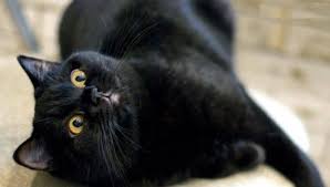 Gambar tersebut bisa anda download langsung, caranya silahkan klik pada. Kucing Hitam British 32 Gambar Perihalan Kucing Warna Asap Hitam Terutamanya Sifat Kucing Baka British Apa Yang Anda Panggil Anak Kucing
