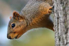 Eastern Fox Squirrel Manhattan Kansas United States Fox Squirrel Squirrel Animals