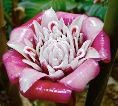 Rare Torch Ginger Malay Rose Etlingera Venusta 10 Seeds Torch Ginger Flower Bonsai Flower Flower Seeds