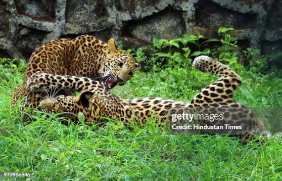 713 Sanjay Gandhi Park Stock Photos, High-Res Pictures, and Images - Getty Images