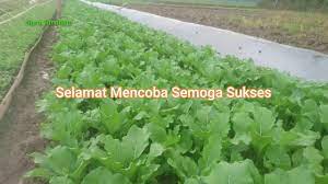 Masukkan saja ke dalam plastic dan dan berikut adalah beberapa uraian agar anda dapat menanam sawi hijau dengan baik dan benar. Cara Menanam Sawi Tumbuh Subur Lagi Hijau Youtube