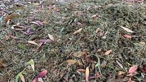 There is more to composting grass clippings than tossing them. Jijcjbkwqs73sm