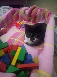 Ucretsiz Kedi Sahiplendirme Ilanlari