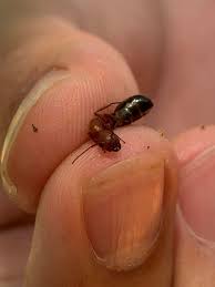 Everything you could want in a pest control company. Allstar Pest Control Home Facebook